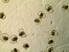 Larves de crépidule Crepidula fornicata