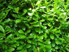 Laurier palme