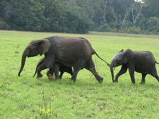 Éléphants d