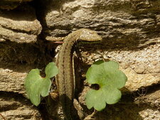 Lézard