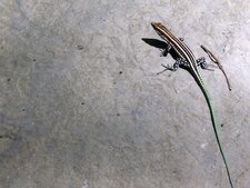 Lézard