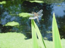 Libellula quadrimaculata