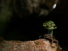 Emergence