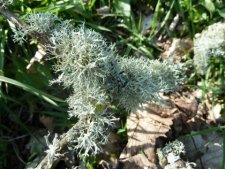 Lichen Evernia prunastri