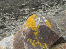 Lichen