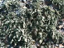 Lichen