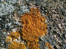 Lichen