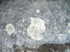 Lichen blanc
