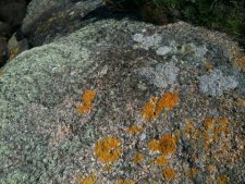 Granite rose recouvert de divers lichens