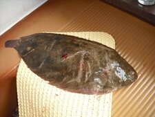 Limandesole