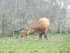 Une vache et son veau