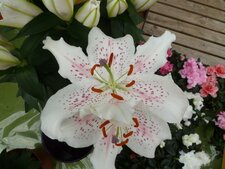 Lis lillium
