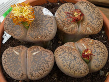 Lithops