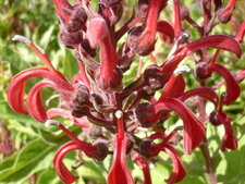 Lobelia tupa (tabac du diable)
