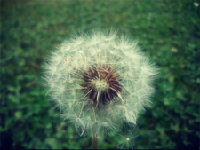 Taraxacum