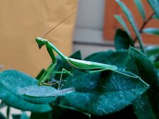 Mante verte