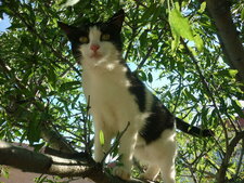 Lulu, chatte corse éxilée sur le continent