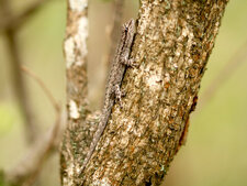 Lygodactylus klugei