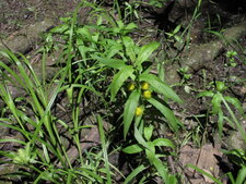 Lysimaque thyrsiflore