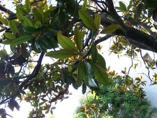 Magnolia grandiflora