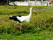 Cigogne maguari