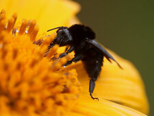 Abeille sauvage
