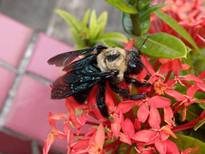 Abeille charpentière brésilienne