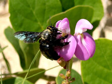 Abeille solitaire