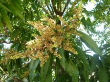Fleurs de manguier 