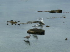 Oiseaux guetteurs