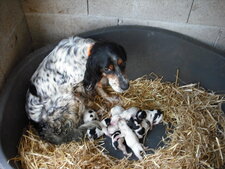 Setter anglais et ses petits