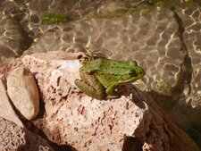 Grenouille