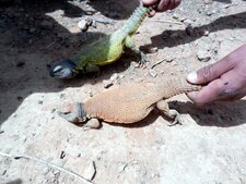 Uromastyx