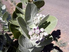 Pommier de sodome - Calotropis procera