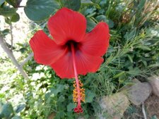 Hibiscus
