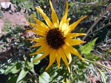 Tournesol