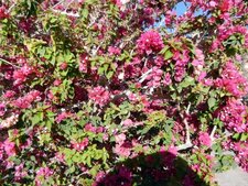 Bougainvillier