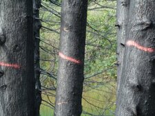 Incendie( série 4.)