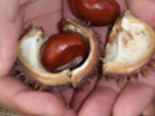 Marron et bogue