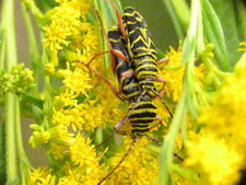 Megacyllene robiniae