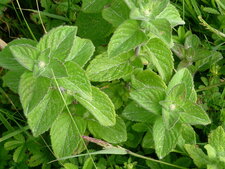 Menthe aquatique
