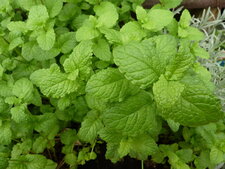 Menthe chinoise