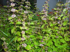 Menthe en fleur