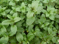 Menthe poivrée
