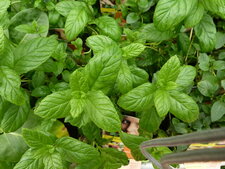 Menthe verte