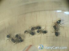 fourmis