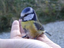 Mésange bleue - Cyanistes caeruleus
