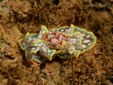 Limace de mer brésilienne