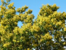 Mimosa d