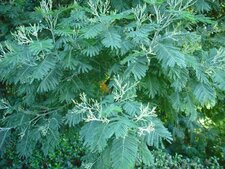 Mimosa